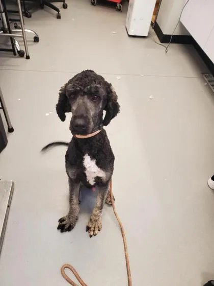 An adult medium-sized male Standard Poodle dog named Oscar Fka Ziggy for adoption in West Chester, PA