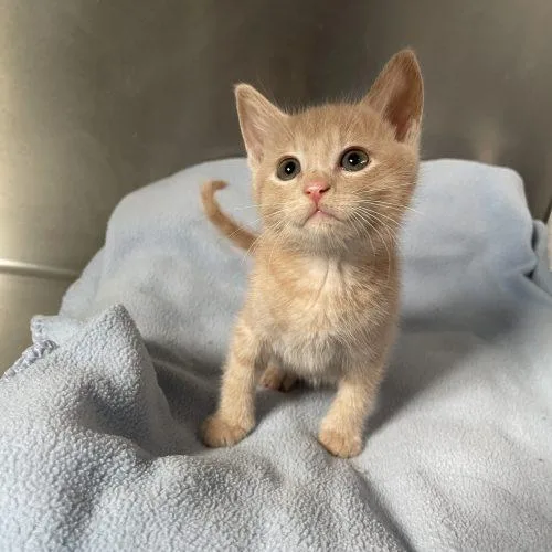 A young small-sized male Domestic Short Hair cat named Smee for adoption in Lathrop, CA