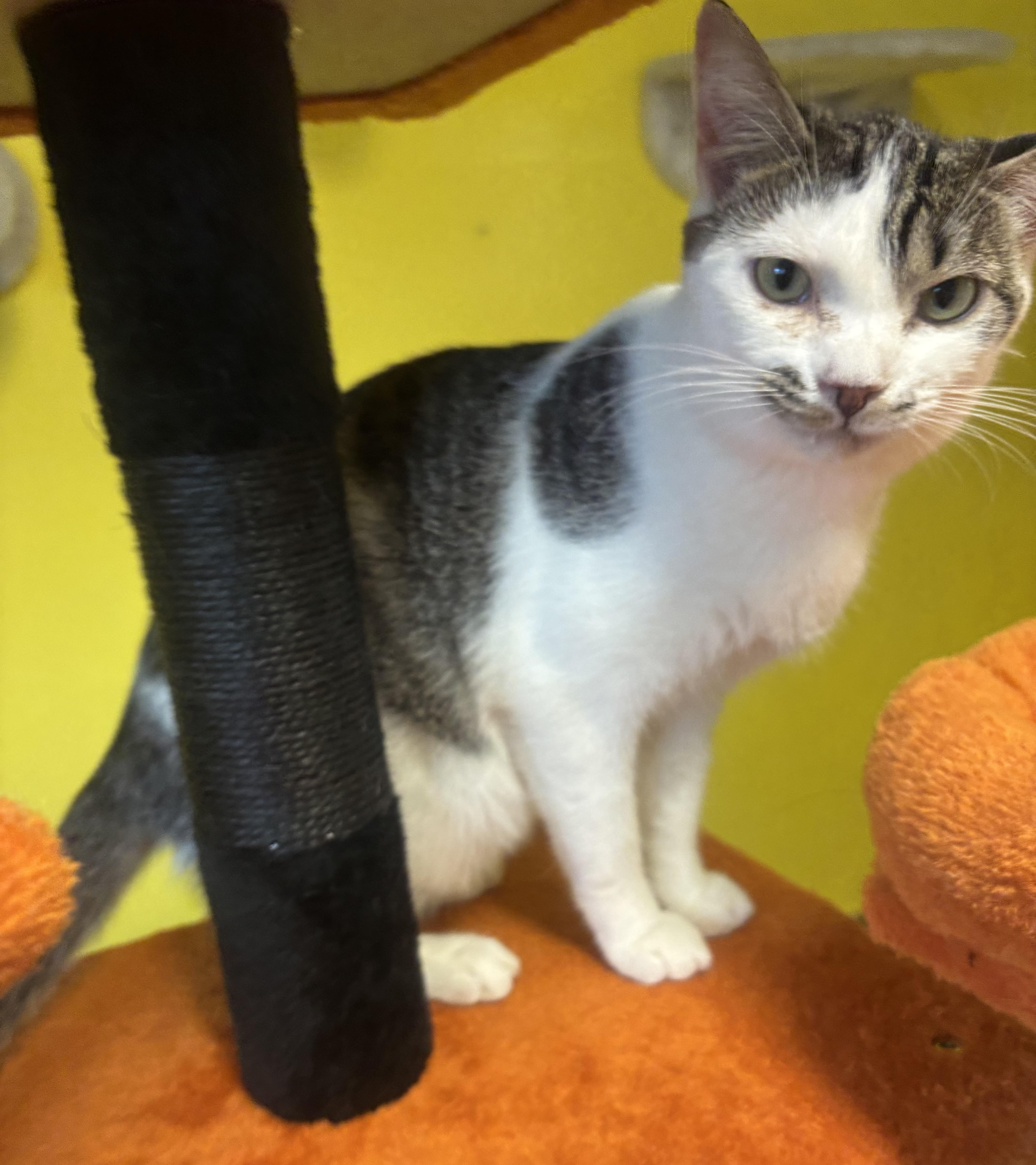 A young small-sized male Tabby (Gray / Blue / Silver) Domestic Short Hair cat named Bambi for adoption in Whittier, CA