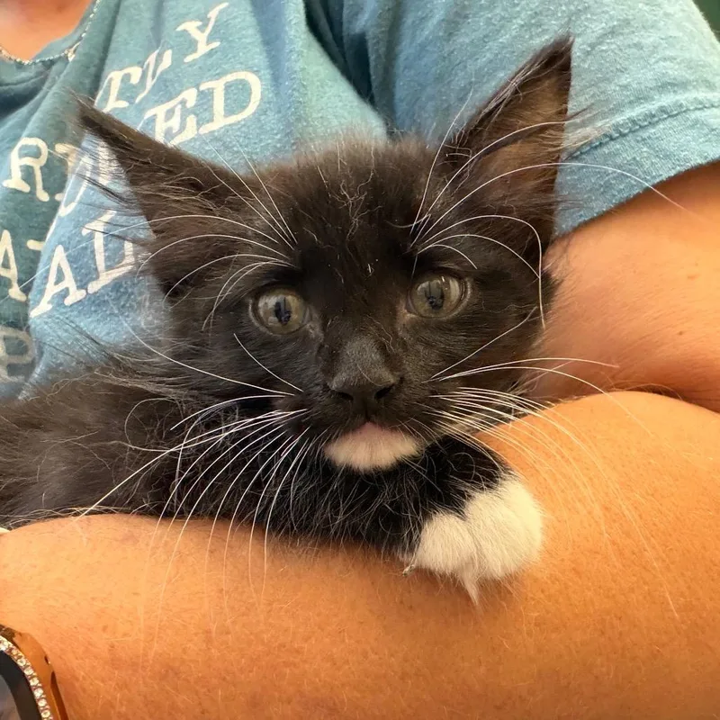 A baby small-sized female Domestic Short Hair cat named Dimples for adoption in Lake Jackson, TX