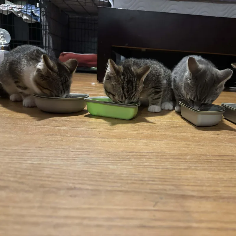 Honeybee thumbnail 2