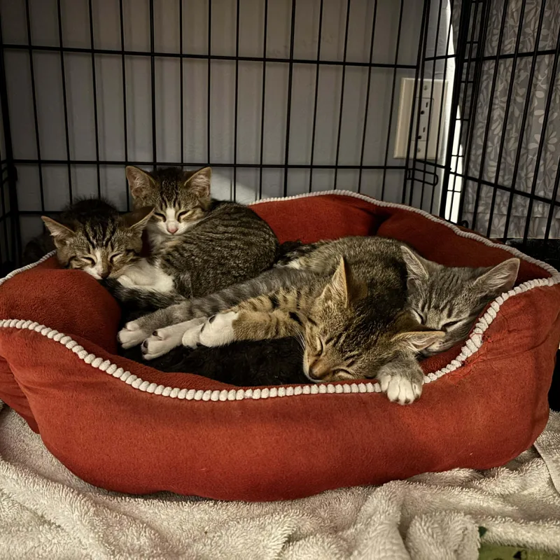 Honeybee thumbnail 3