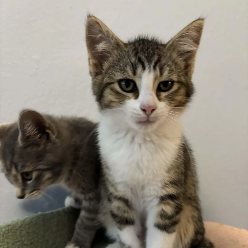 Honeybee thumbnail 4