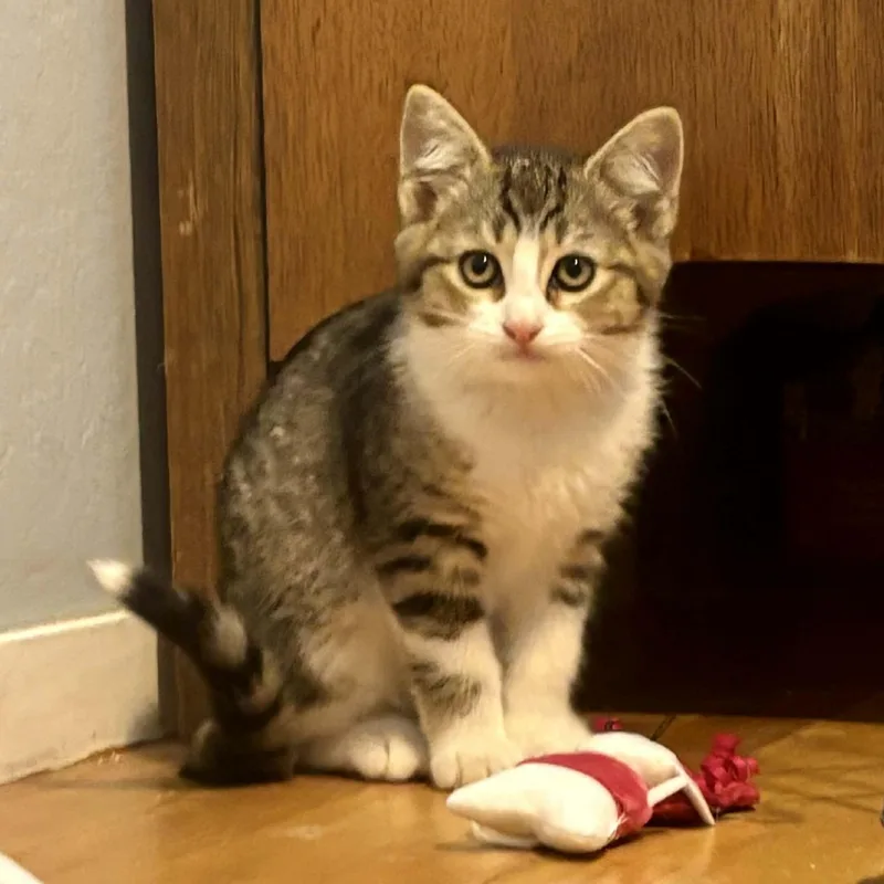 Honeybee thumbnail 5