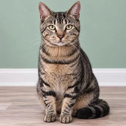 A young medium-sized male Domestic Short Hair cat named Pistachio for adoption in Hudson, MA