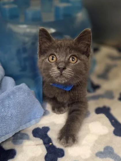 A baby small-sized male Domestic Medium Hair cat named Toast for adoption in Westland, MI