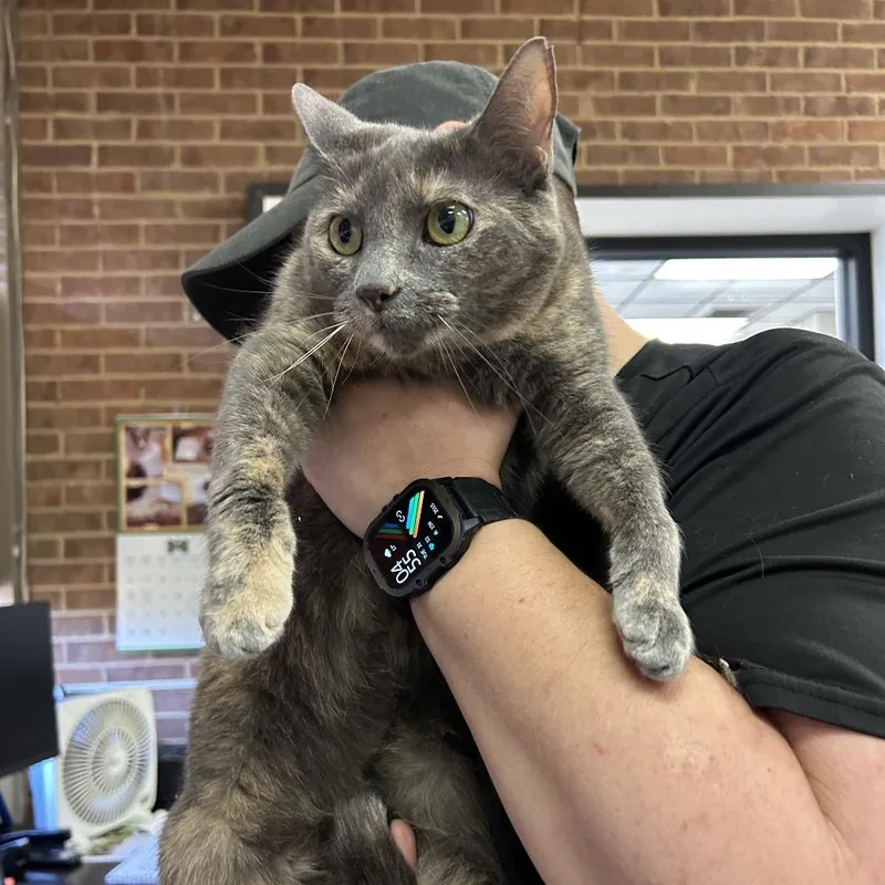 An adult medium-sized female Tortoiseshell Domestic Short Hair cat named Connie for adoption in Birmingham, AL
