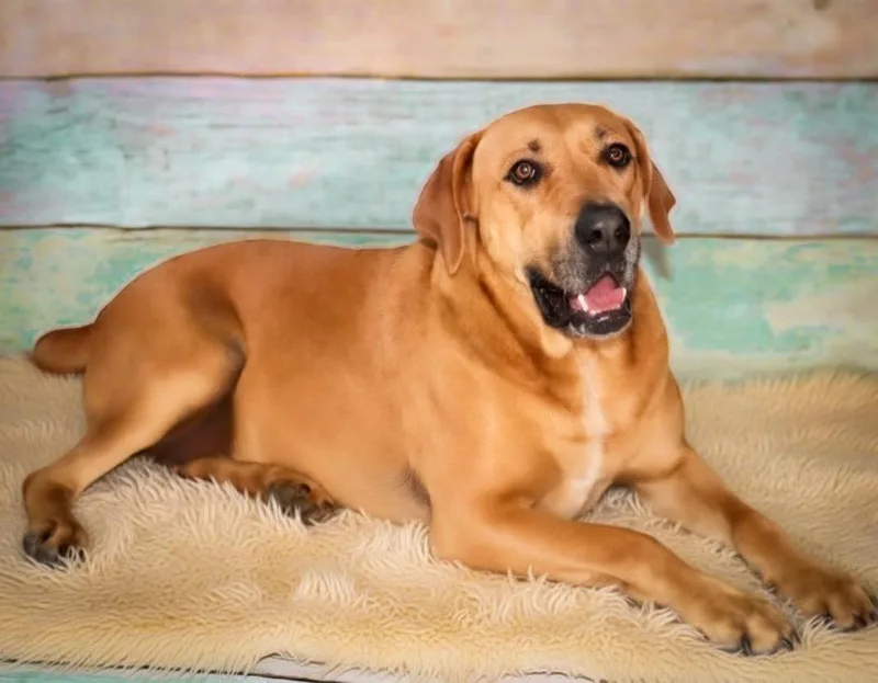 An adult large-sized female Red / Chestnut / Orange Hound dog named Honey for adoption in Chelsea, OK