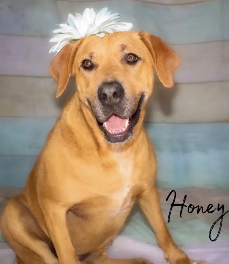 Honey thumbnail 2