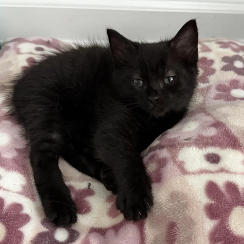 Daphne