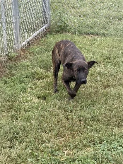 An adult medium-sized female Mixed Breed dog named Aries for adoption in Columbus, IN