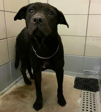 An adult medium-sized female Staffordshire Bull Terrier dog named Carmen for adoption in Houston, TX