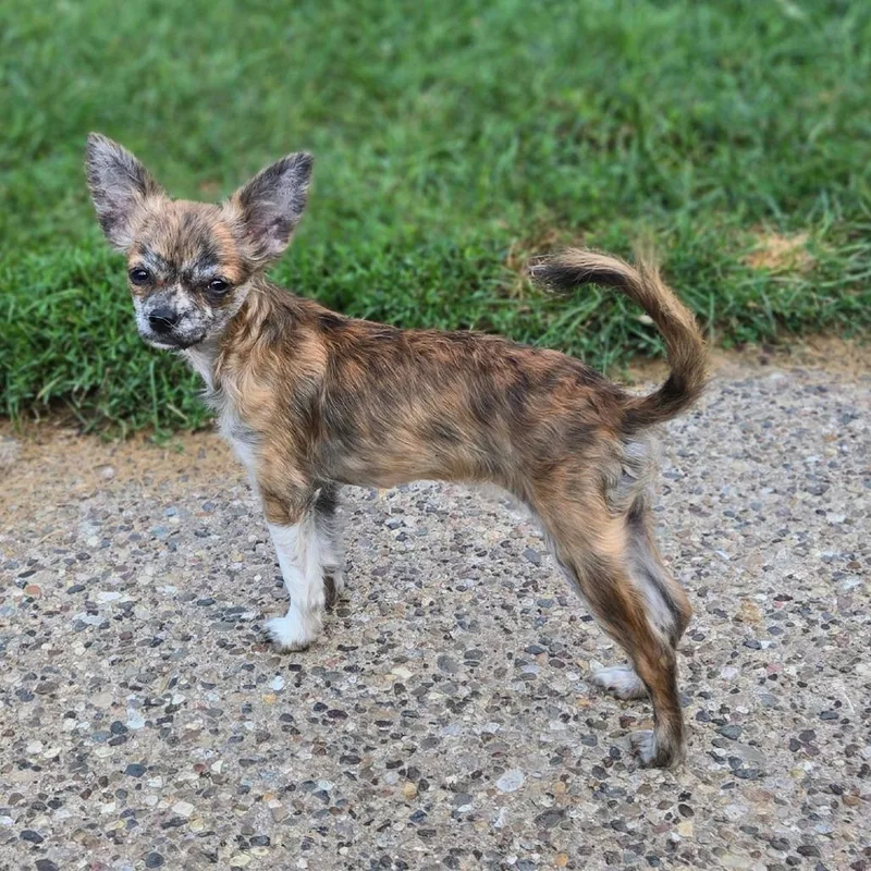 A baby small-sized female Brown / Chocolate Chihuahua dog named Heidi for adoption in Rochester, MN