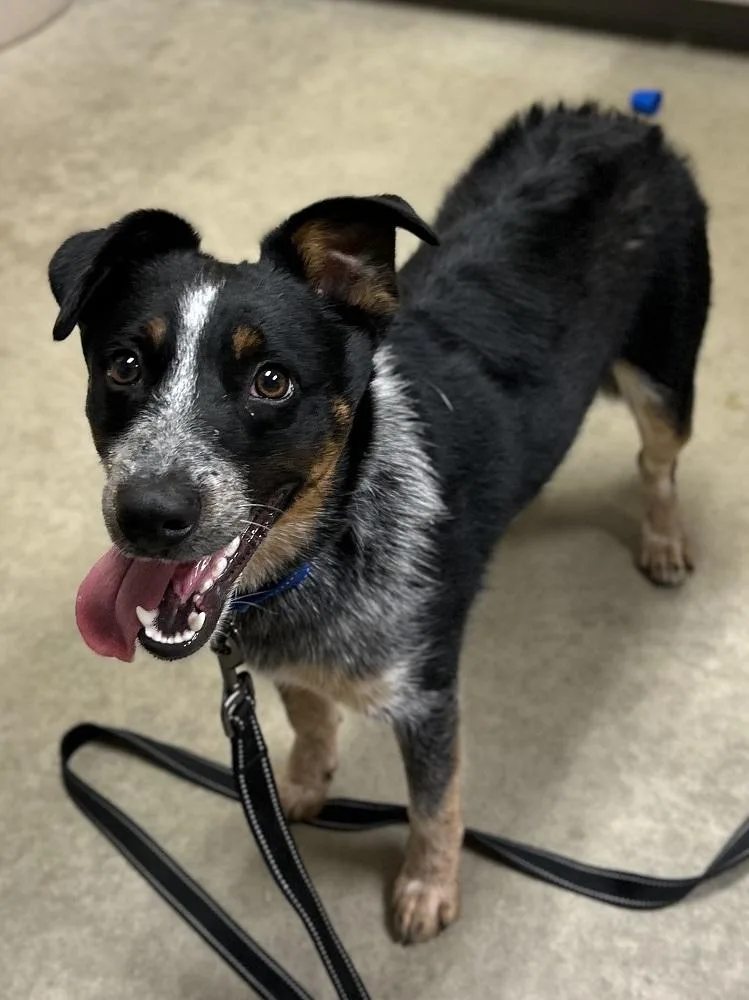 A young medium-sized male Tricolor (Brown, Black, & White) Australian Cattle Dog / Blue Heeler dog named Mossy for adoption in Mason City, IA