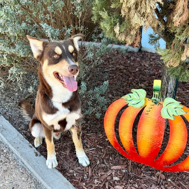 An adult medium-sized male Husky dog named Chesney for adoption in Bastrop, TX