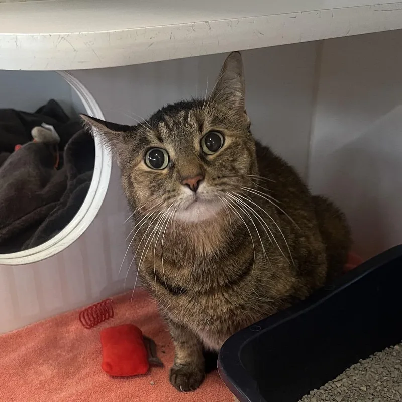 A senior large-sized female Domestic Short Hair cat named Charlotte for adoption in Hinsdale, IL