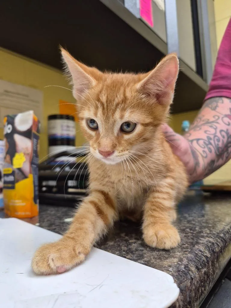 A baby small-sized male Domestic Short Hair cat named Korbon for adoption in Crossville, TN