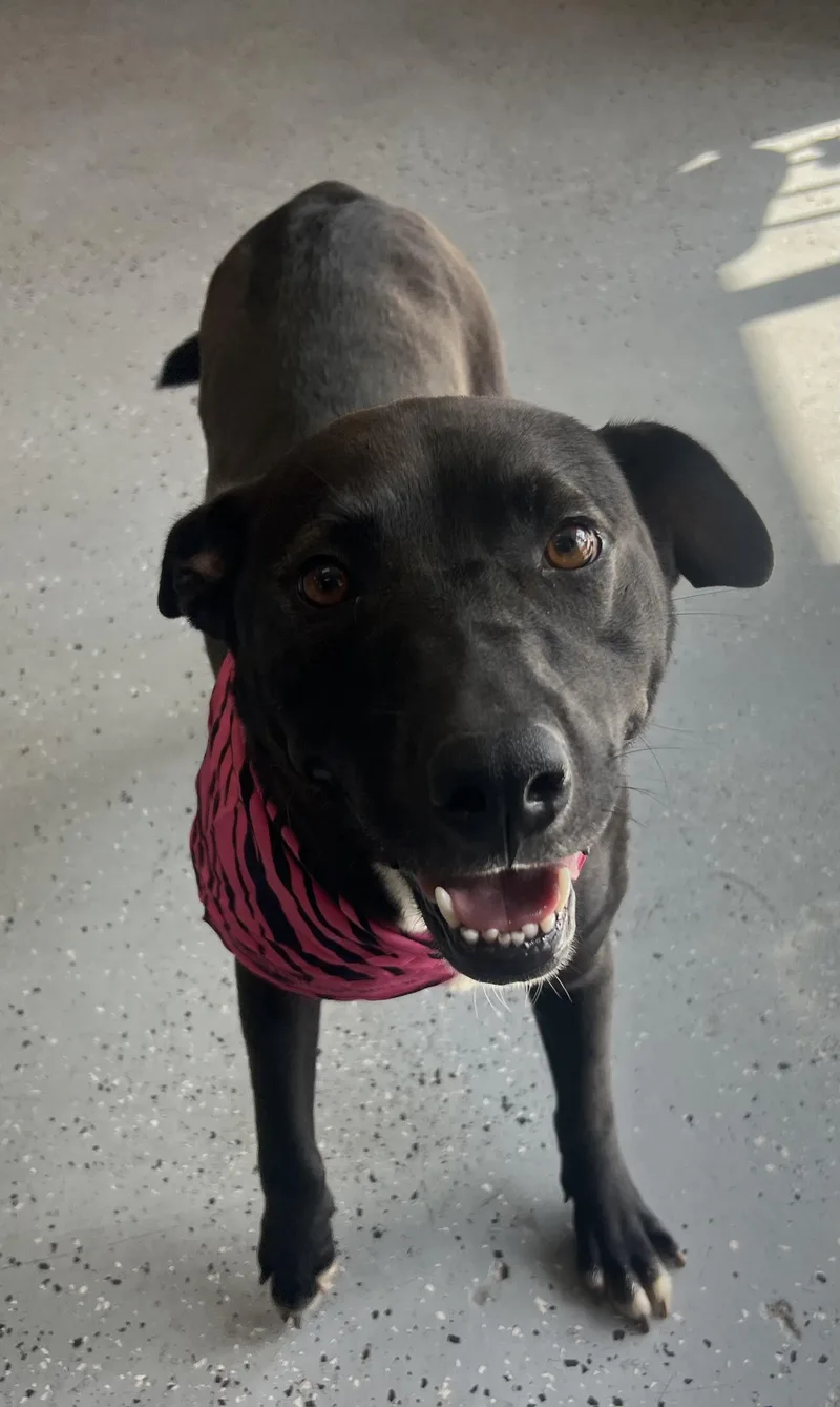 An adult medium-sized female Mixed Breed dog named Beezer for adoption in Canyon, TX
