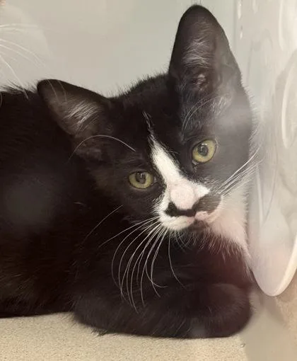 A baby small-sized female Domestic Short Hair cat named Rue for adoption in Bellevue, WA