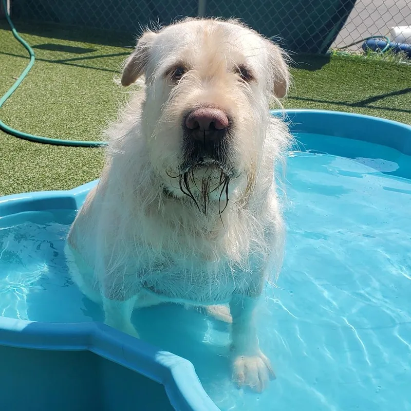 An adult large-sized female Yellow / Tan / Blond / Fawn Shar-Pei dog named Lucy for adoption in Chattanooga, TN