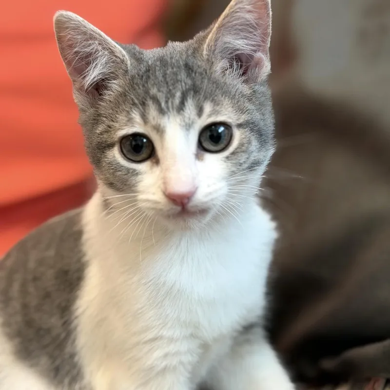 A baby medium-sized female Domestic Short Hair cat named Buoy for adoption in Oswego, IL