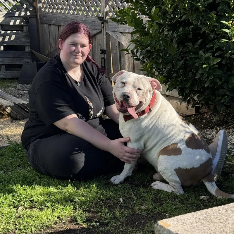 An adult large-sized male White / Cream Pit Bull Terrier dog named Poppa for adoption in Lafayette, CA