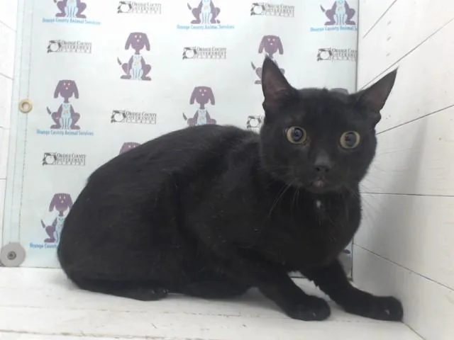A young small-sized male Domestic Short Hair cat named Mochi for adoption in Orlando, FL