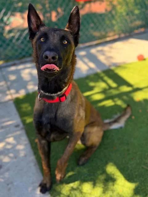 A young medium-sized male Belgian Shepherd / Malinois dog named Oakley for adoption in Agoura, CA