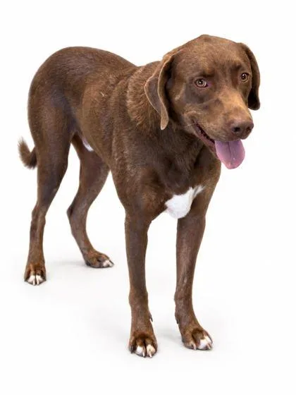 An adult large-sized male Labrador Retriever dog named Biggie for adoption in Bowling Green, KY