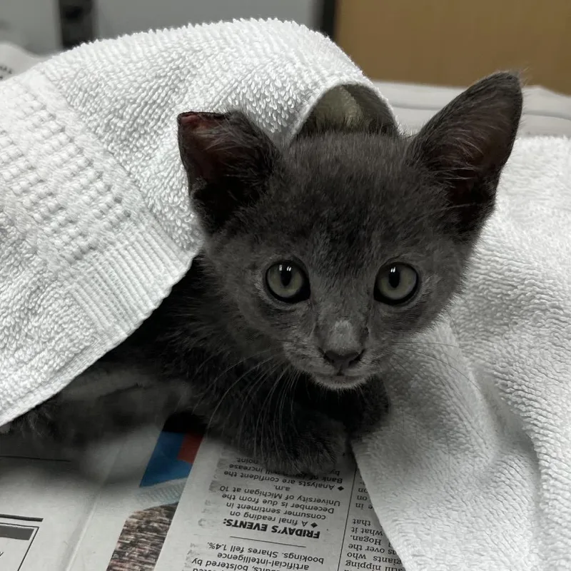A baby small-sized female Gray / Blue / Silver Domestic Short Hair cat named Popo Ki for adoption in Jacksonville, FL
