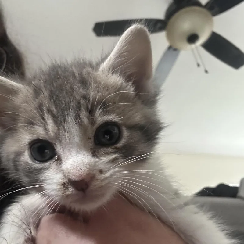 A baby small-sized male Gray / Blue / Silver Domestic Short Hair cat named Clove for adoption in Oceanside, NY