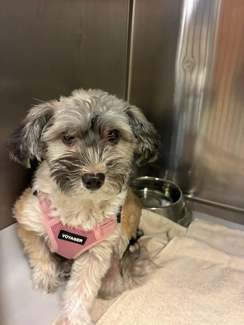 A young small-sized female Gray / Blue / Silver Havanese dog named Zena for adoption in Tifton, GA