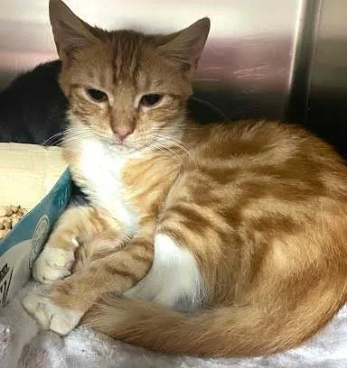 Buttercup thumbnail 2