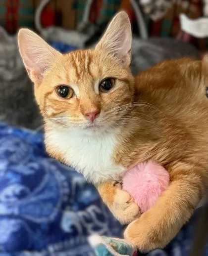 Buttercup thumbnail 3