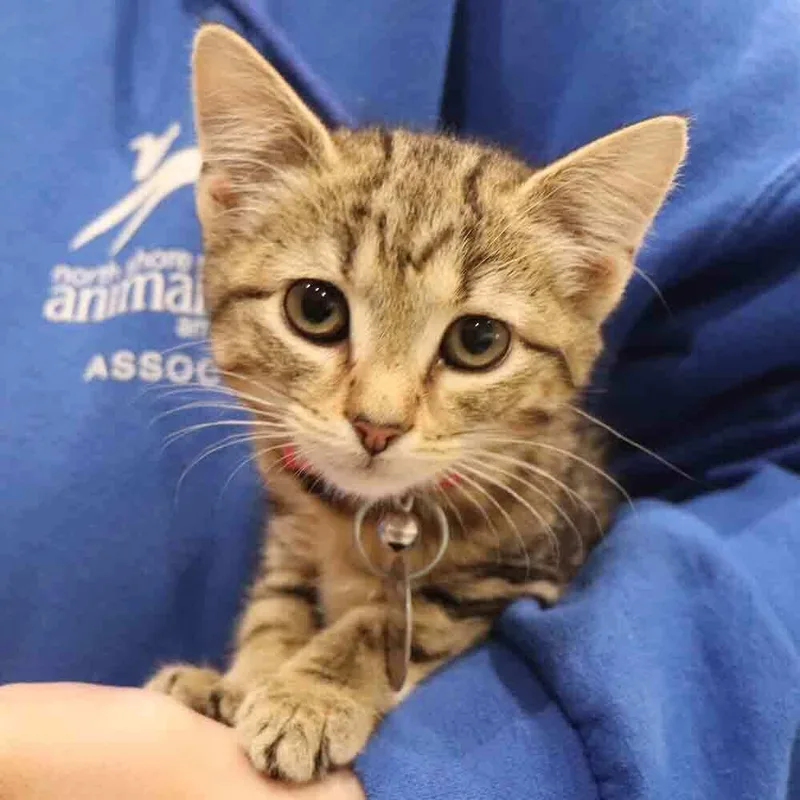 A baby small-sized female Domestic Short Hair cat named Cupcake for adoption in Port Washington, NY