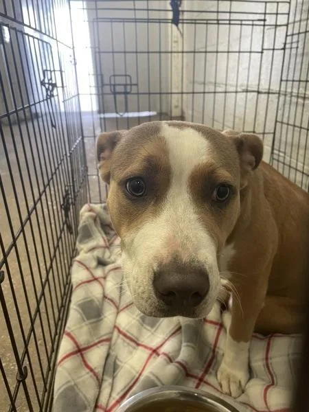 A young medium-sized female Pit Bull Terrier dog named Chica for adoption in Mobile, AL