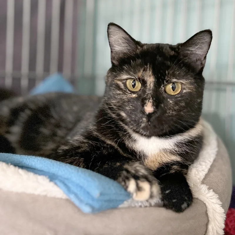 Spider Web thumbnail 2