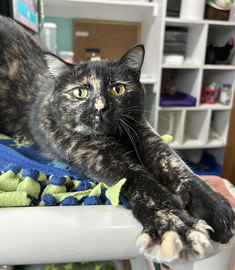 Spider Web thumbnail 4