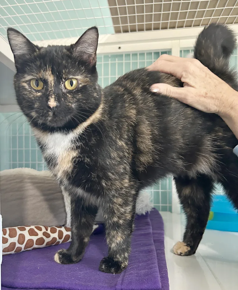 Spider Web thumbnail 5