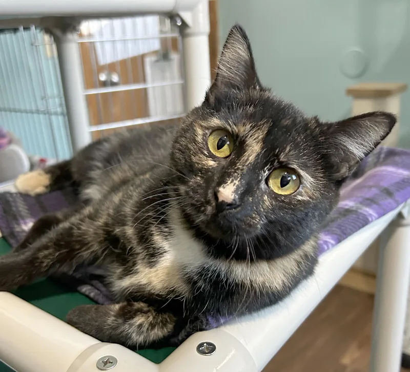 Spider Web thumbnail 6