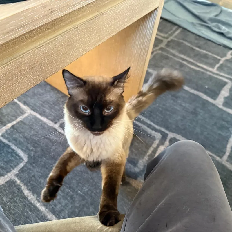 A young small-sized male Siamese cat named Sage for adoption in Kansas City, MO