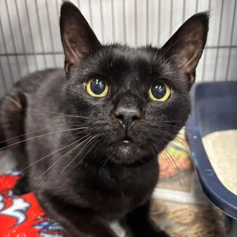 A senior large-sized male Black Domestic Short Hair cat named Lynus for adoption in Hamburg, NY