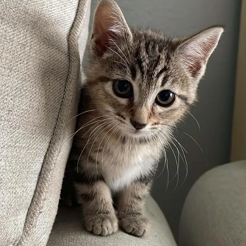 A baby small-sized female Brown / Chocolate Domestic Short Hair cat named Hellen for adoption in Henderson, KY