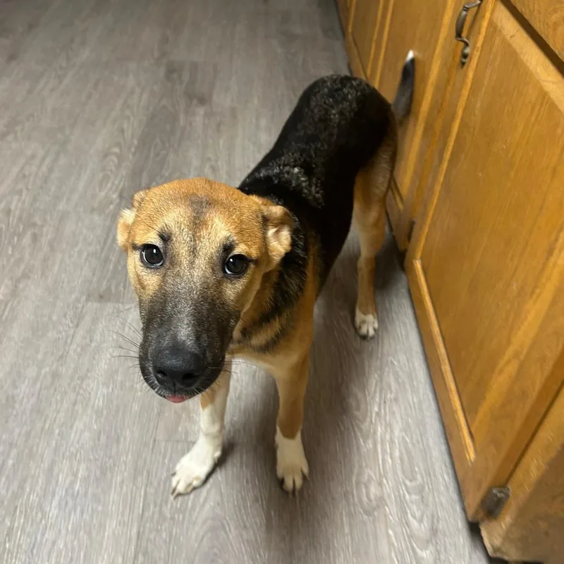 A young medium-sized female Brown / Chocolate Mixed Breed dog named Mittens for adoption in Columbus, GA