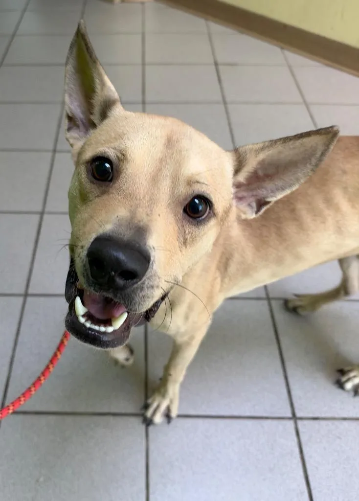 A young medium-sized male Shepherd dog named Butters for adoption in Little Rock, AR
