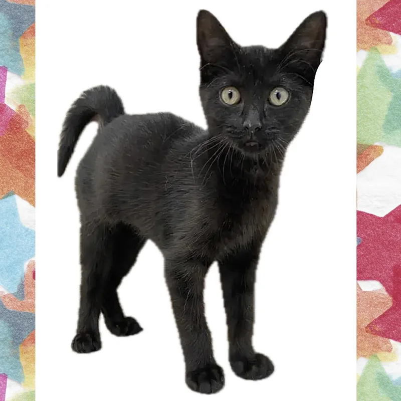 A baby small-sized female Black Domestic Short Hair cat named Nova for adoption in Denison, TX