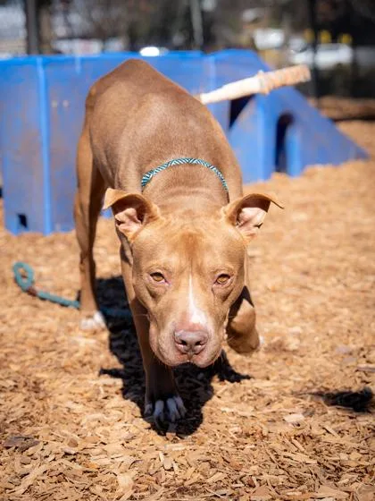 An adult large-sized male Mixed Breed dog named Blaine for adoption in Chamblee, GA