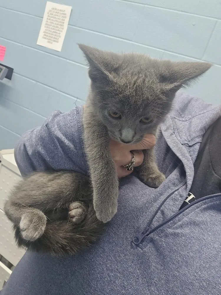 A baby small-sized female Gray / Blue / Silver Domestic Short Hair cat named Lyla for adoption in Evansville, IN