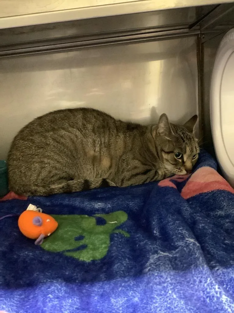 A young medium-sized female Domestic Short Hair cat named Artemis for adoption in Sidney, NY