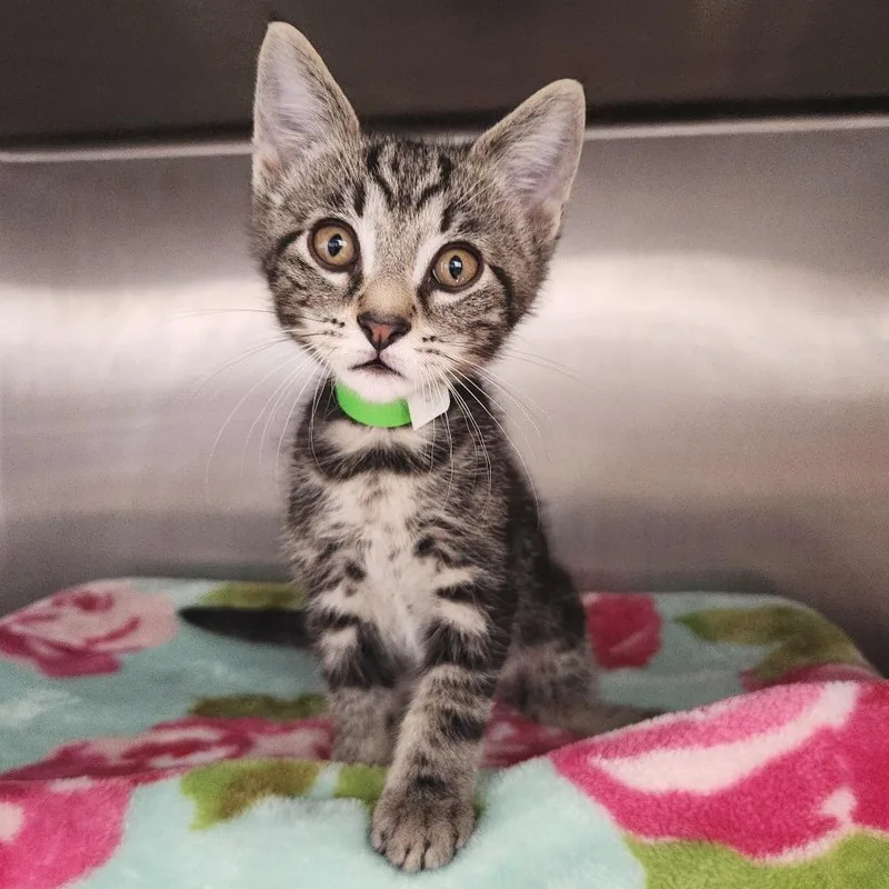 A baby small-sized male Black Domestic Short Hair cat named Cheesecake for adoption in Fort Wayne, IN